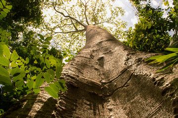 Big tree with clouds and sunlight in the sky, view from the bottom up