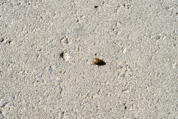 Colorado beetle on the pavement