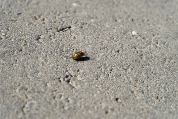 Colorado beetle on the pavement