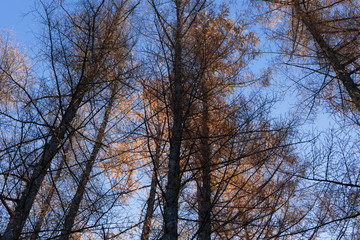 日本の北海道東部・上士幌町付近、秋の風景