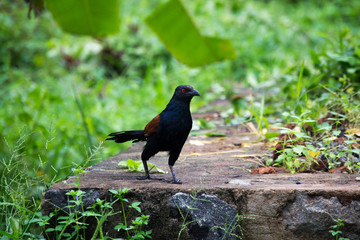 indian greater coucal or crow pheasant walking on the rock