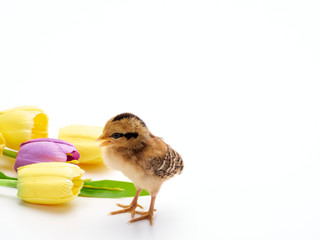 Colorful Easter eggs and chicks.