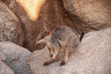 Rock Wallaby auf Magnetic Island