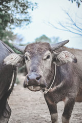 Close-up of a buffalo head.