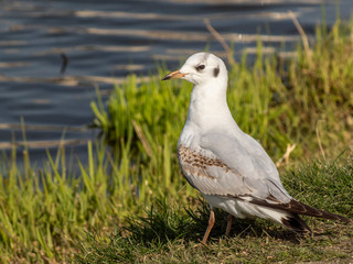 eybitwa © Henryk Olszewski