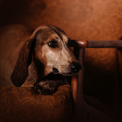 old mixed breed dog resting indoors