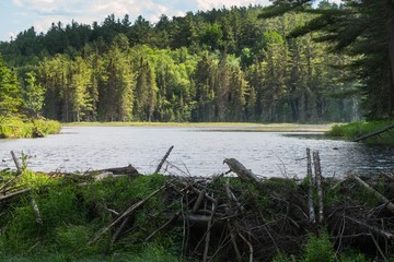 Algonquin Park Landscape, The Beaver Pond Trail.
