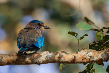 Indian Roller Also know as blue Jay Bird.