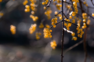 Yellow privet berries hanging on a branch in the rays of the sun