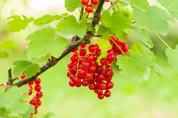 Ripe fruits of red currant hanging on a shrub