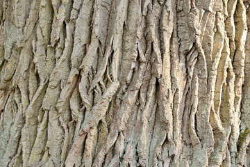 Embossed texture of the bark of oak. Tree bark of tree close-up