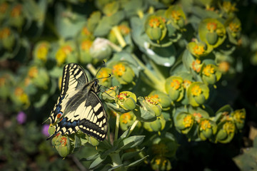 Swallowtail butterfly feeding on a euphorbia plant