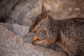 Obraz premium Süßes Rockwallaby beim Karotte Essen