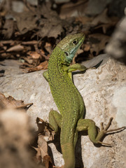 Portrait of a green lizard resting in the sun