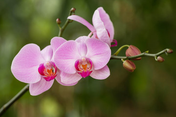 Obraz na płótnie Canvas Pink orchid on green background