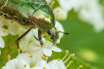 A flower chafer feeding on white blossoms