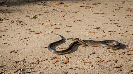 An Aesculapian snake slithering on the ground in a forest