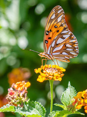 Mariposa en jardin botanico ciudad de buenos aires