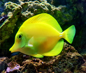 Centropyge heraldi, marine aquarium yellow fish