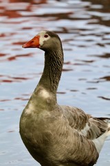 goose on water