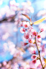 Amazing Beauty Admire Sakura Cherry Blossoms Blooming Naturally	
