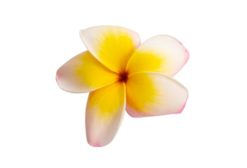 frangipani flower isolated
