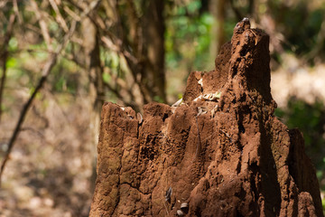 Large termite hill in the middle of the forest