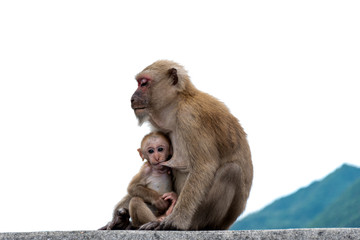 Baby monkey eating mother's milk.