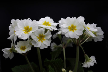 Obraz premium white primrose flowers on black background