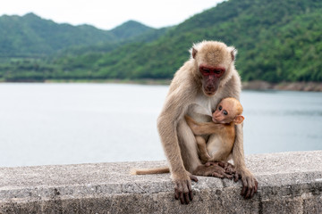 Naklejka premium Baby monkey eating mother's milk.