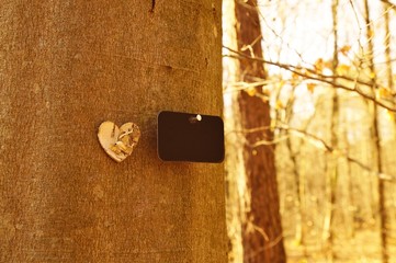 natural funeral in woodland, Grave in the forest, Natural burial grave site, showing blank memorial...