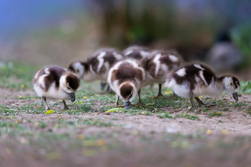 Young mallard ducks grazing in the grass
