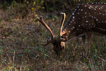 Obraz premium Male Spotted Deer ( Stag) grazing in the forest with sunlight on the antlers.