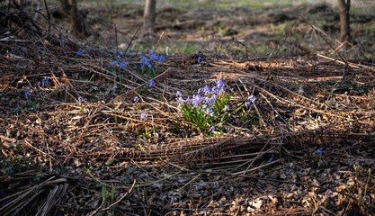 Blue snowdrops in the spring forest