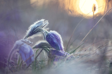 Naklejka na ściany i meble Pulsatilla grandis - Purple bell-shaped flowers are covered with morning frost, the whole plant is covered with whitish hair outside the flower