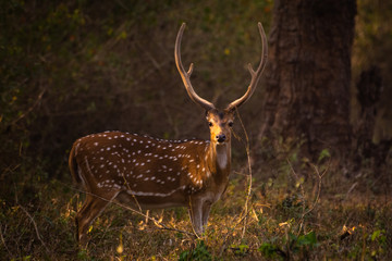 Naklejka na ściany i meble A male spotted Deer (Stag) looking to the camera with sunlight in the backward 