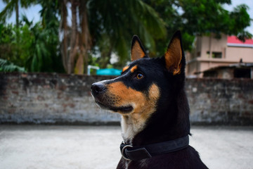 indian black and brown dog or puppy looking other side