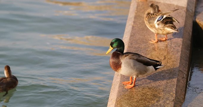 ducks on the lake, lazise del garda birds