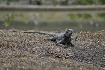 Iguana