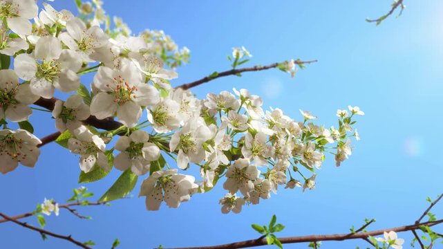 Time lapse animation of beautiful pear blossom against blue sky