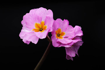 Obraz premium pink primrose blossom isolated on black background