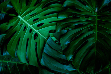 Obraz na płótnie Canvas closeup green monstera leaf background, tropical leaf, abstract green leaf texture