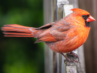 red cardinal