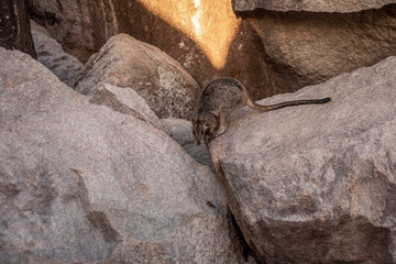 kleines Rockwallaby in Felsen 