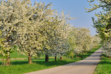 Kirschblüte