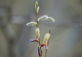 Es wird Frühling im Moor