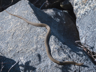 Queen snake on a rock
