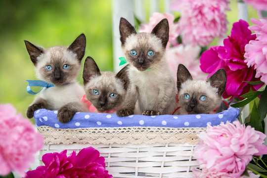  Four Siamese kittens are sitting in a basket on a background of flowers