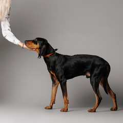 coonhound dog posing on grey background
