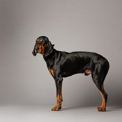 connhound dog standing on grey background